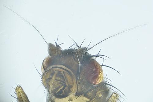 Leptocera caenosa